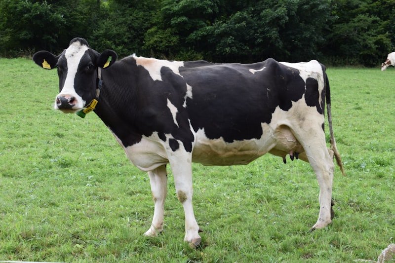 Healthy cattle at Arsh Dairy Farm