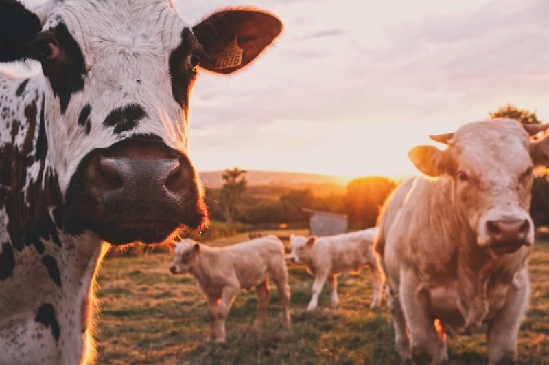 Cattle feeding at sunset
