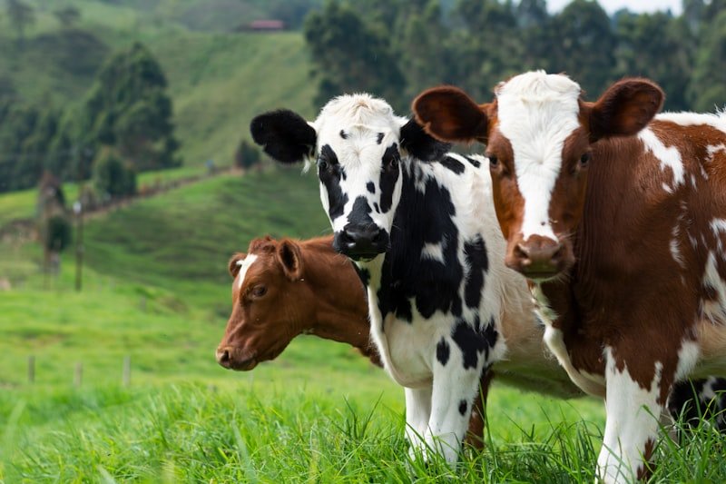 Fresh cow milk bottles ready for delivery